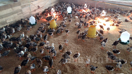Trên địa bàn xã Nga Quán hiện có 12 cơ sở chăn nuôi cho hiệu quả kinh tế cao. (Trong ảnh: Mô hình nuôi gà thịt có quy mô 1.500 con tại thôn Ninh Thuận).